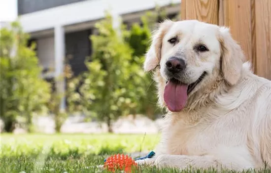 Alle wichtigen Tierfeiertage im Überblick Alle wichtigen Tierfeiertage im Überblick