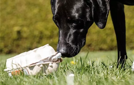 Do it yourself – Intelligenzspielzeug für Hunde selber basteln Do it yourself – Intelligenzspielzeug für Hunde selber basteln