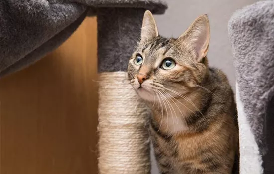 Do it yourself – Katzenmöbel selber bauen Do it yourself – Katzenmöbel selber bauen