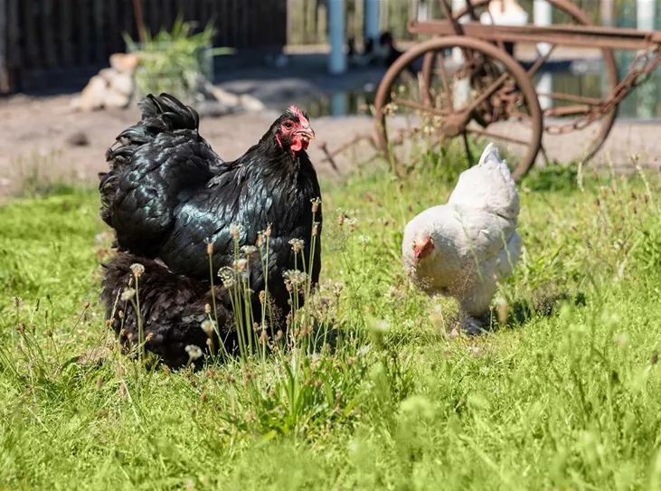 Hühner im Garten