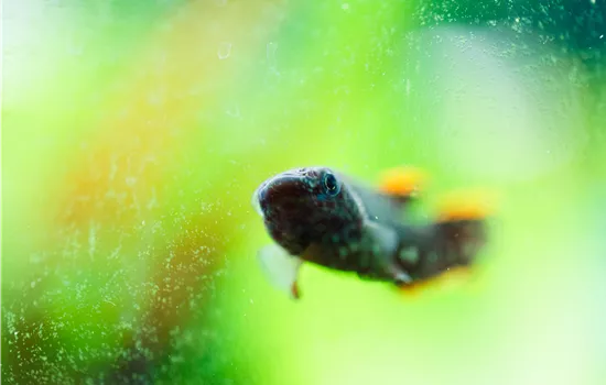 Algen im Aquarium bekämpfen Algen im Aquarium bekämpfen