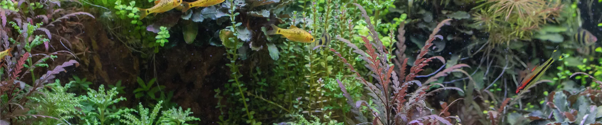 GS621080.jpg GS621080.jpg