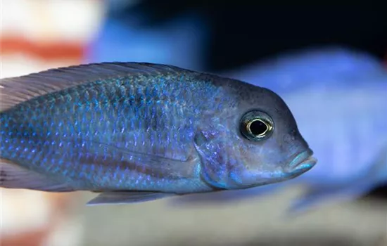 Fische transportieren: Vom Fachhandel ins Aquarium  Fische transportieren: Vom Fachhandel ins Aquarium