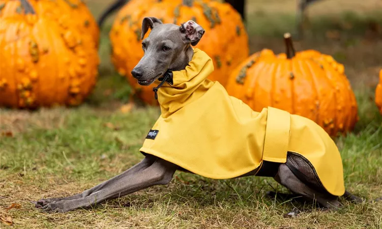 Herbst - Hund