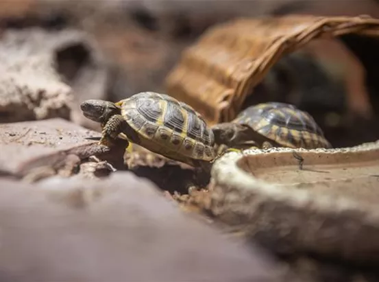 Schildkröte aus dem Streichelzoo